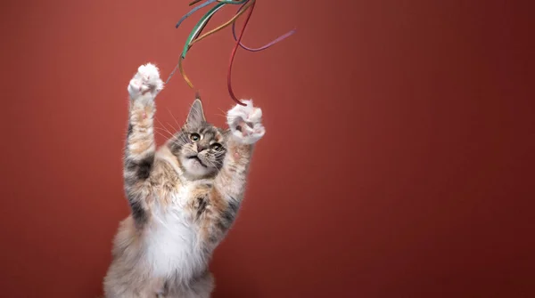 maine coon cat playing rearing up reaching for strings of cat toy. the cat is raising paws and having fun. studio shot with copy space