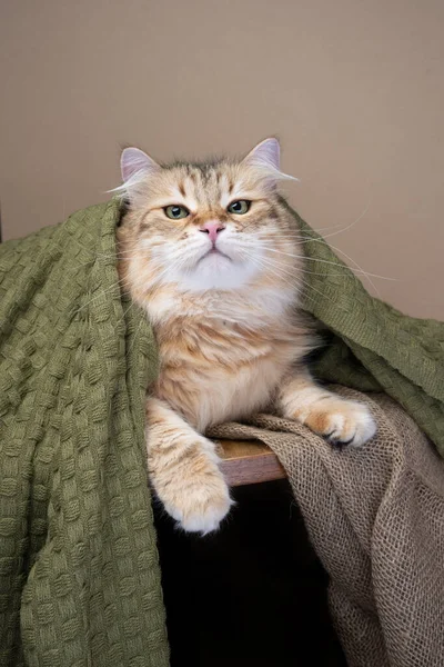 Пушистая Сибирская Кошка Покрытая Зеленым Одеялом Смотрит Камеру — стоковое фото