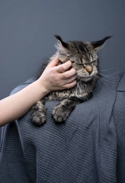 Hayvan Sahibi Maine Rakun Kedileri Nin Kafasını Okşuyor Kedi Gri — Stok fotoğraf
