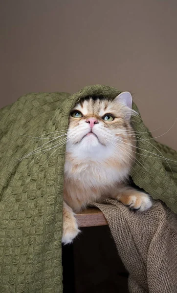 Gato Siberiano Esponjoso Cubierto Con Manta Verde Gato Está Descansando —  Fotos de Stock