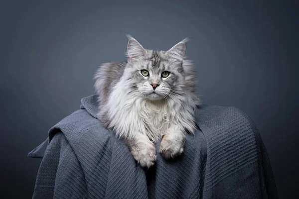 銀のタビーメインのクマ猫が正面に横たわってカメラを見て灰色の毛布の上に休んでいる スタジオはコピースペースで灰色の背景で撮影 ストック写真