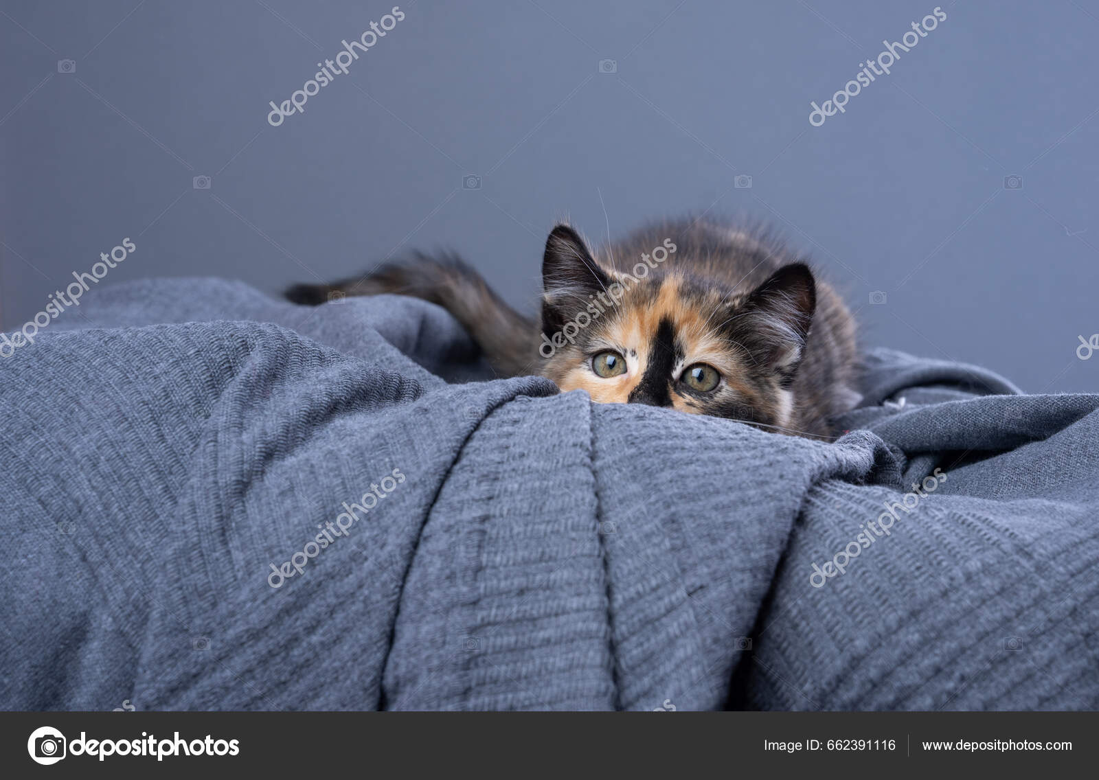 gray calico kitten