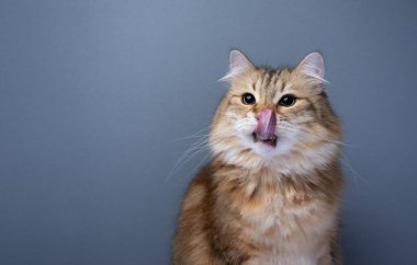 Aç Sibirya kedisi ağzı ve burnu yalayarak yan tarafa bakıyor. Stüdyo gri arkaplanda fotokopi alanı ile çekilmiştir