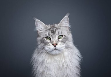 Görkemli gümüş tekir rakun kedi kafası portresi. Kedi kameraya bakıyor. Stüdyo gri arkaplanda fotokopi alanı ile çekilmiştir