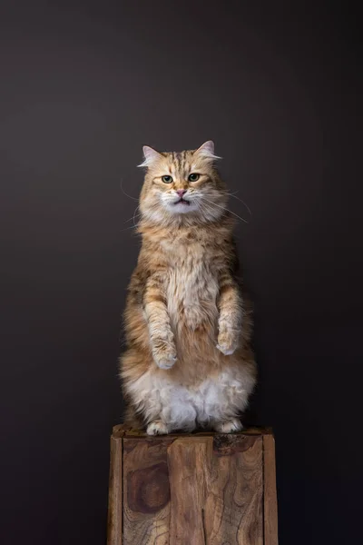 แมวไซบ นบนขาหล ตลก ปภาพสต โอบนพ นหล าตาลท าเนา — ภาพถ่ายสต็อก