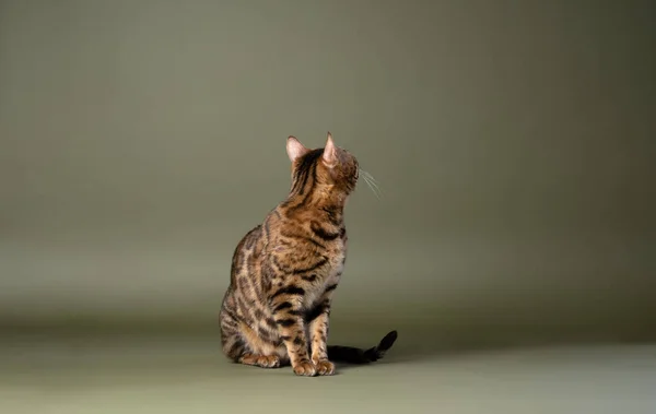 Красивая Бенгальская Кошка Сидит Зеленом Фоне Студии Разглядывая Пространство Копирования — стоковое фото