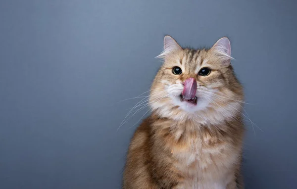 Gato Siberiano Hambriento Lamiendo Boca Nariz Mirando Hacia Lado Estudio — Foto de Stock
