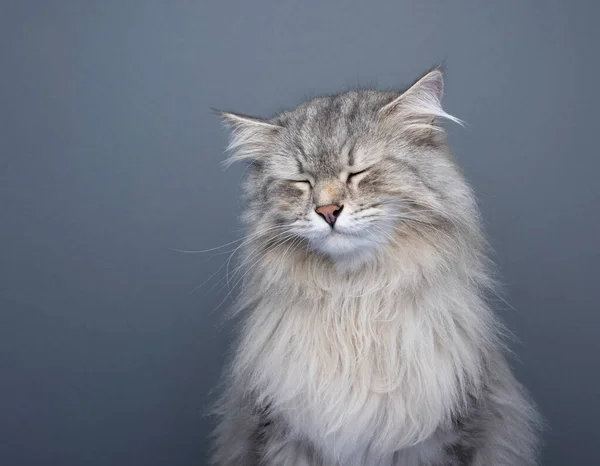 Fluffig Sibirisk Katt Som Ser Ledsen Med Slutna Ögon Studio — Stockfoto