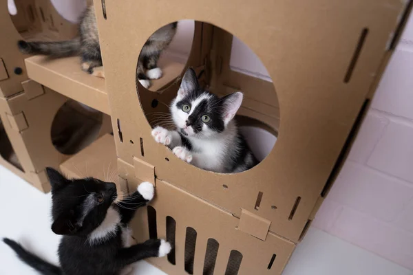 Grupo Pequenos Gatinhos Brincando Dentro Fora Caixa Papelão Gatos Curiosos — Fotografia de Stock