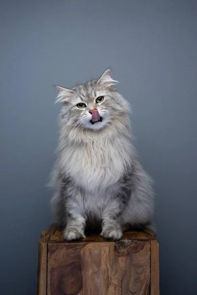 Puszysty Syberyjski Kot Siedzący Drewnianej Strąku Patrzący Aparat Liżący Usta — Zdjęcie stockowe