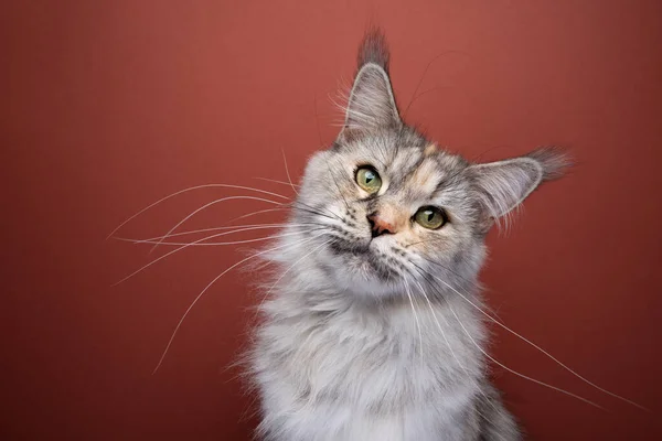 Maine Coon Cat Con Baffi Estremamente Lunghi Guardando Testa Inclinata — Foto Stock