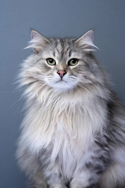 Siberian Cat Looking Camera Studio Portrait Gray Background — Stock Photo, Image