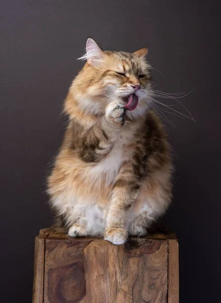 Siberian Katt Sitter Träbord Grooming Slickar Tass Studio Skjuten Brun — Stockfoto