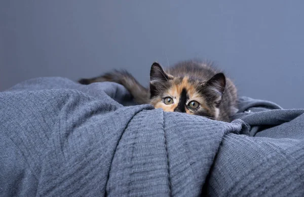 狩りでかわいい遊び心のあるカリコ子猫 猫は身を低くしてうずくまっている スタジオはコピースペースで灰色の背景で撮影しました ロイヤリティフリーのストック画像