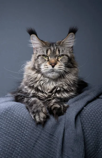 カメラを真剣に見て正面に横たわる灰色の毛布の上に長い耳のタフトを持つタビーメインカヌー猫 スタジオは灰色の背景で撮影し ストック画像