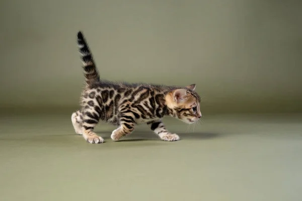Side View Cute Bengal Kitten Walking Green Studio Background Copy Stock Picture