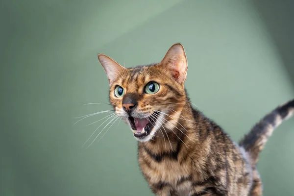 Bengal Cat Mouth Open Meowing Studio Portrait Green Background Copy Royalty Free Stock Photos