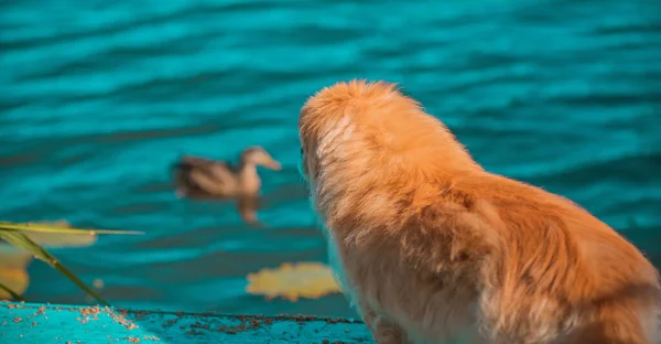 Zlatý Pes Procházce Přírodě Pekingci Kachnami Venkově — Stock fotografie