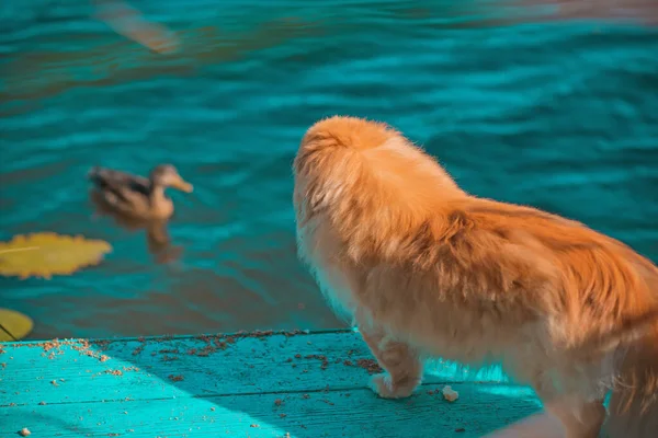 Złoty Pies Spacerze Przyrodzie Pekińczyk Kaczkami Wsi — Zdjęcie stockowe