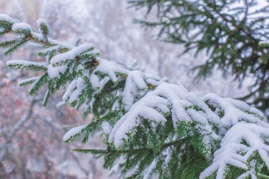 Karlı bir gün, bahçedeki çam ağaçları detayları kapatıyor. Kış konsepti