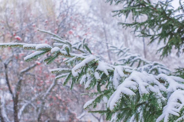 Snöig Dag Tallar Trädgården Nära Håll Vinterkoncept — Stockfoto