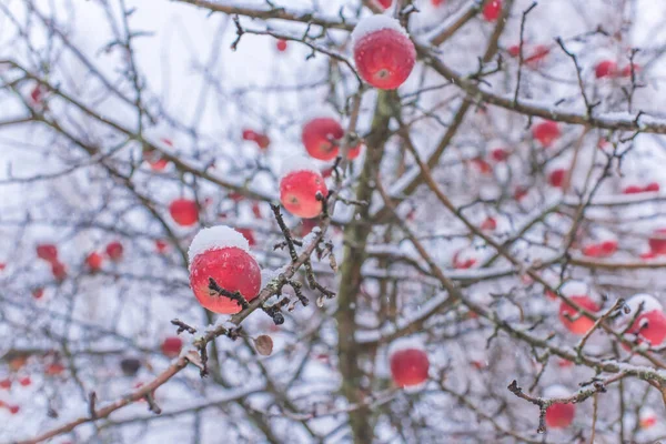 정원에 눈덮인 사과나무들은 자세히 봅니다 식물의 — 스톡 사진
