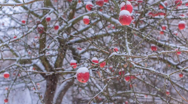 庭の雪りんごの木が詳細を閉じます 植物概念 — ストック写真