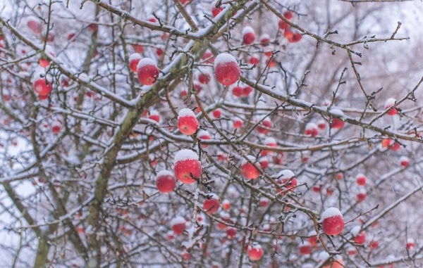 Snowy Apple Trees Garden Close Details Plants Concept — Stock Photo, Image