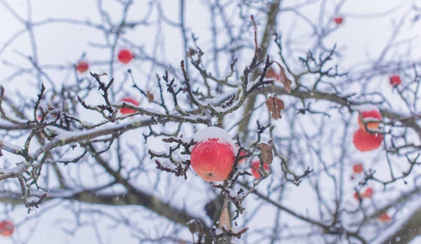 Snöiga Äppelträd Trädgården Nära Håll Växtbegrepp — Stockfoto
