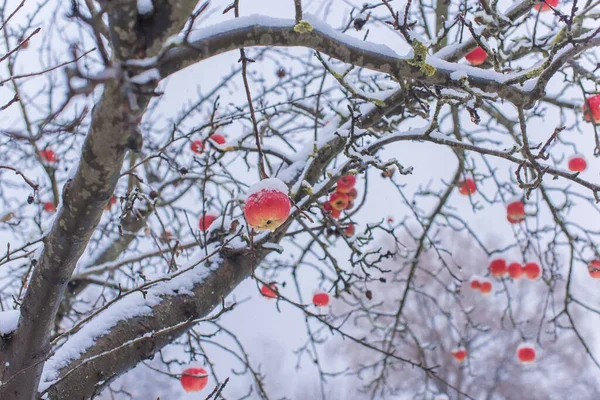 花园里白雪公主的苹果树使细节更加清晰 植物概念 — 图库照片