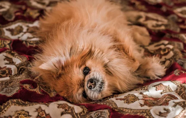Sozinho Cão Triste Raça Pekingese Vida Animais Estimação Conceito Saúde — Fotografia de Stock