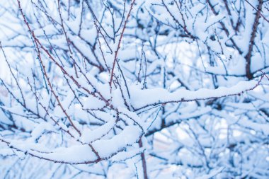 Karlı bir gün, bahçedeki ağaçlar detayları kapatır. Kış konsepti