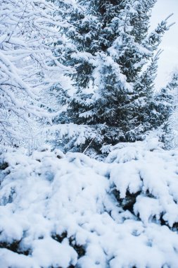 Karlı bir gün, bahçedeki ağaçlar detayları kapatır. Kış konsepti