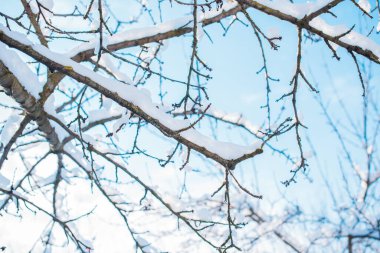 Karlı bir gün, bahçedeki ağaçlar detayları kapatır. Kış konsepti