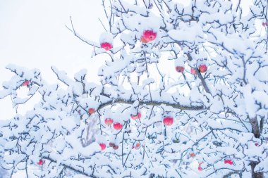 Snowy day, trees at garden close up details. Winter concept clipart