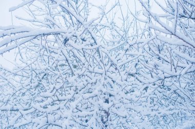 Karlı bir gün, bahçedeki ağaçlar detayları kapatır. Kış konsepti