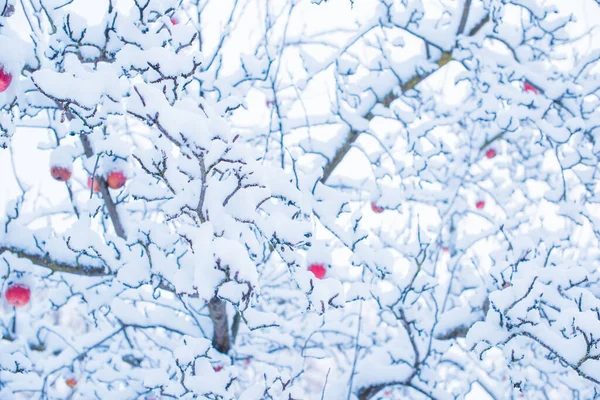 stock image Snowy day, trees at garden close up details. Winter concept