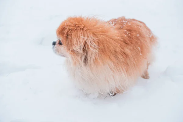 Lonely golden senior dog sit outdoors and snowy day. Concept of pet depression