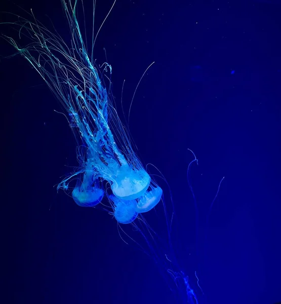 Jellyfishes Aquarium Deep Undersea World Underwater Creatures Life — Fotografia de Stock