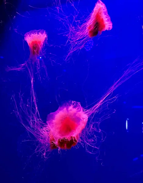 Jellyfishes Aquarium Deep Undersea World Underwater Creatures Life — Zdjęcie stockowe
