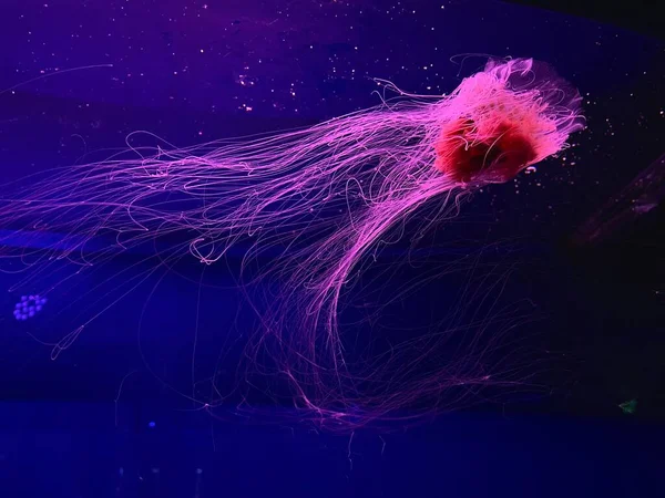 Jellyfishes Aquarium Deep Undersea World Underwater Creatures Life — 스톡 사진