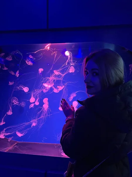 Meduzy Akwarium Głąb Podmorskiego Świata Podwodne Stworzenia Życie — Zdjęcie stockowe