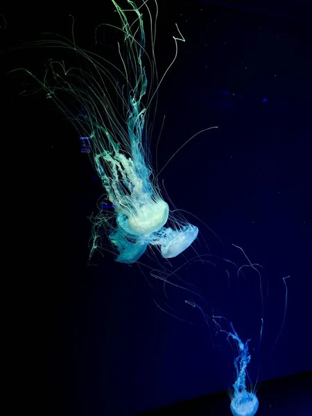 Medusas Acuario Mundo Submarino Profundo Criaturas Submarinas Vida — Foto de Stock