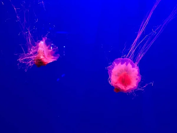 Jellyfishes Aquarium Deep Undersea World Underwater Creatures Life — Zdjęcie stockowe