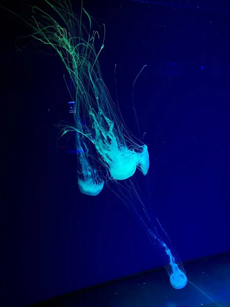 水族馆里的水母深海世界里的水母水下生物 — 图库照片