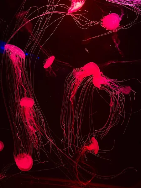 Jellyfishes Aquarium Deep Undersea World Underwater Creatures Life — Stock Photo, Image