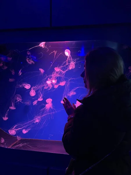 Jellyfishes in aquarium, deep undersea world. Underwater creatures, life
