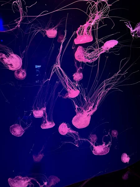 Медузы Аквариуме Глубоководный Мир Подводные Существа Жизнь — стоковое фото