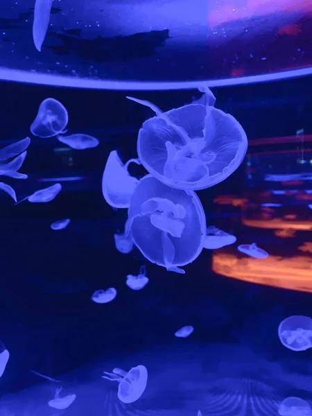 Jellyfishes Aquarium Deep Undersea World Underwater Creatures Life —  Fotos de Stock