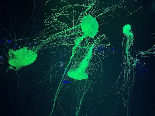 Jellyfishes Aquarium Deep Undersea World Underwater Creatures Life — 图库照片